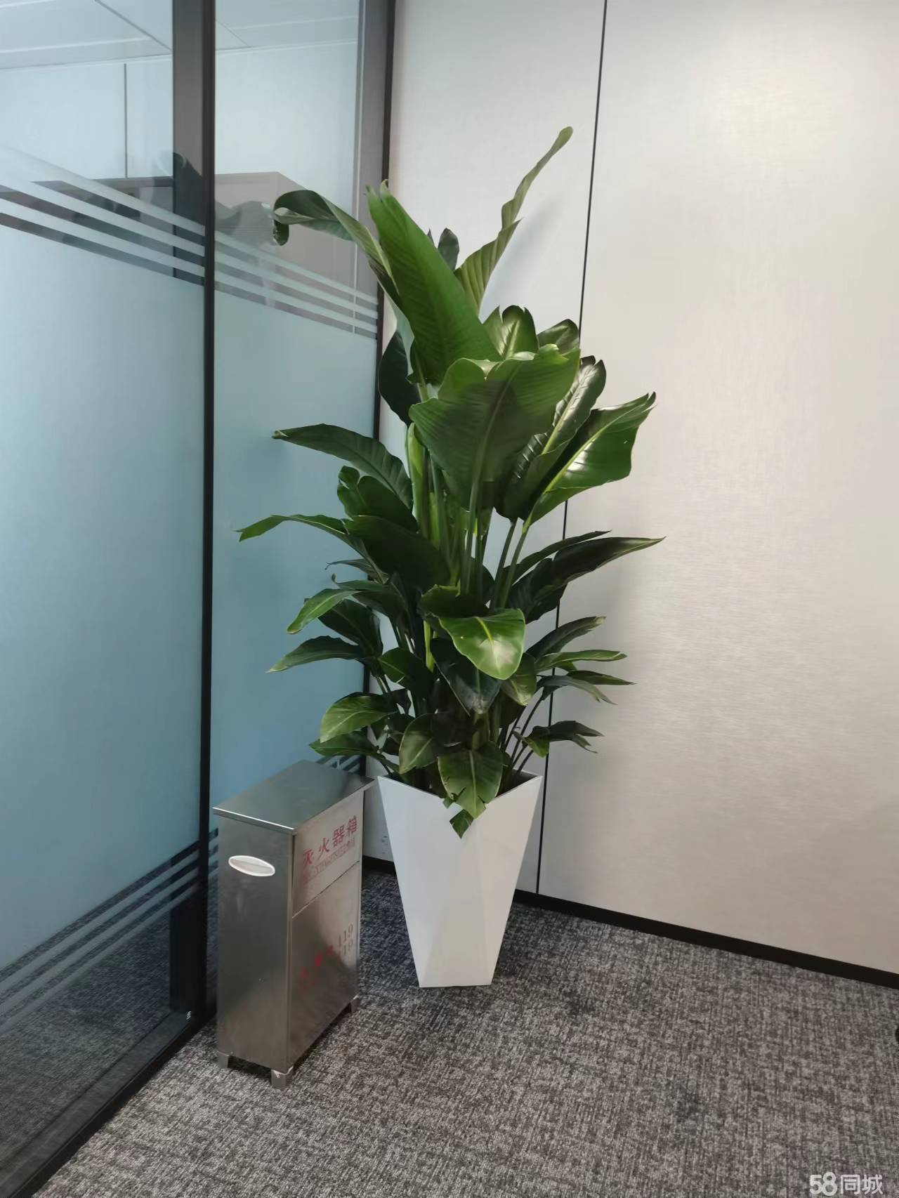 中国银行渭南分行全辖绿植租摆、自有花卉养护(城区部分)二次