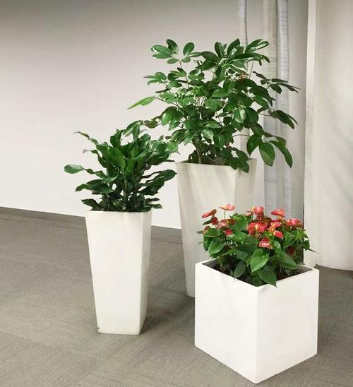 泰州市自然资源和规划局绿化养护和绿植租摆项目询价公告