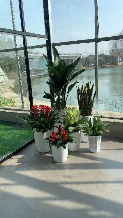 什么是绿化租摆、植物租摆